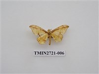 藏品(尺蛾272)的圖片